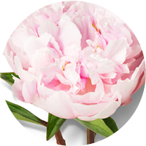 Suncreen and dark spot corrector