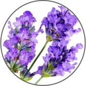 Kiehl's Midnight Recovery Concentrate Facial Oil