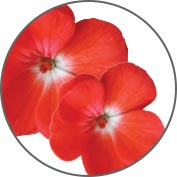 Kiehl's Midnight Recovery Concentrate Facial Oil