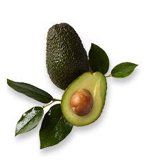 Avocado Oil
