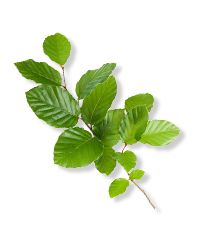 Beech Tree Extract