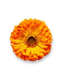 Calendula Extract