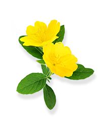 Evening Primrose Oil
