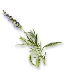 Lavender Essential Oil