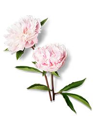 Peony Root Extract